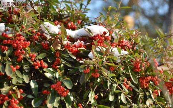 沭陽火棘苗、火棘球 沭陽火棘苗、火棘球