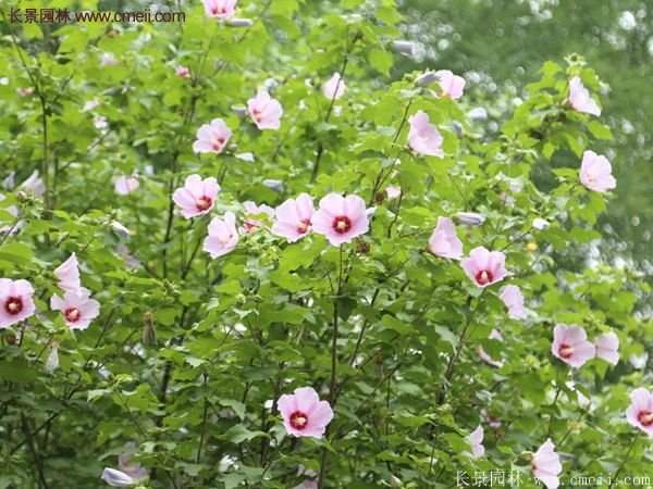 木槿樹種植養護資料匯總
