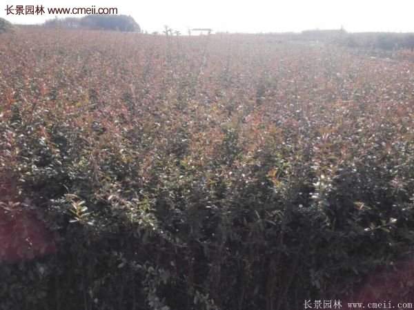 沭陽火棘苗 沭陽火棘苗