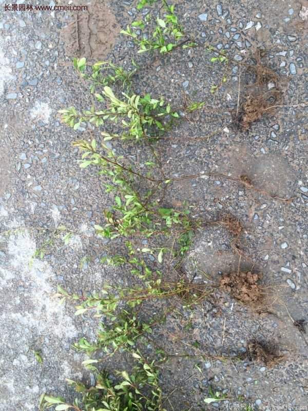 沭陽火棘專賣 沭陽火棘專賣