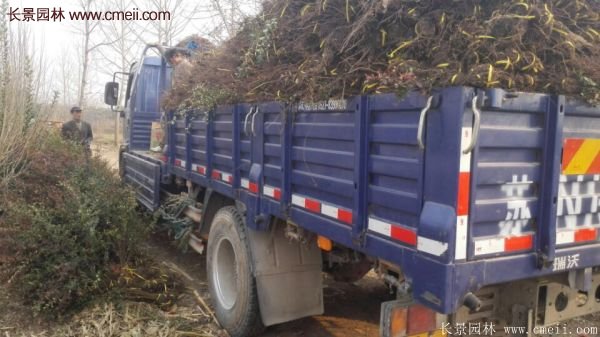 沭陽火棘基地 沭陽火棘基地