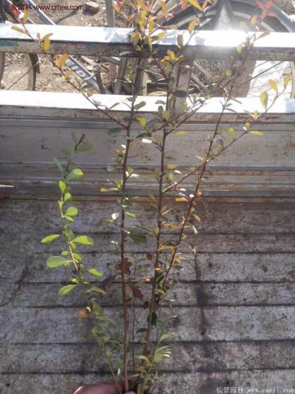 沭陽火棘基地 沭陽火棘基地