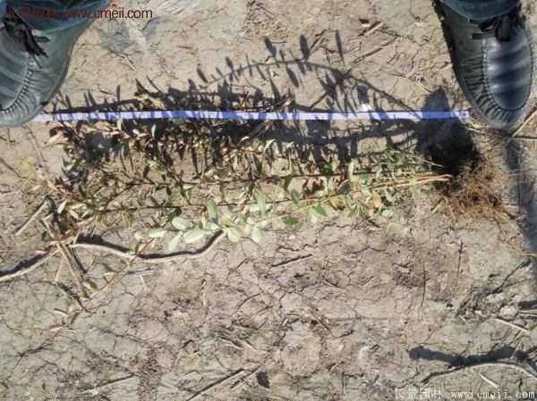 沭陽火棘基地 沭陽火棘基地