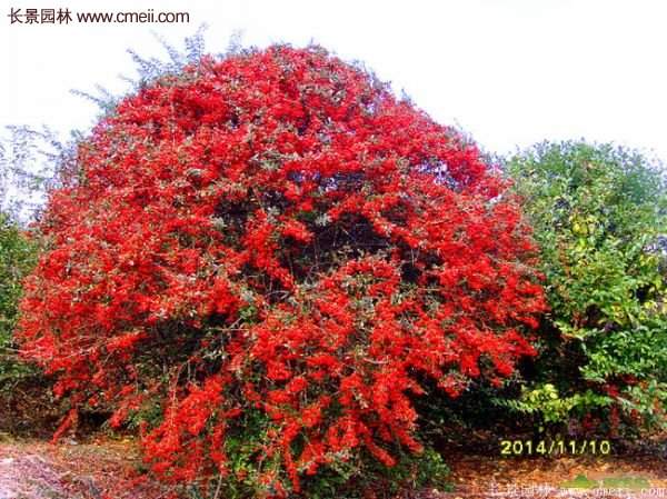 沭陽火棘基地 沭陽火棘基地