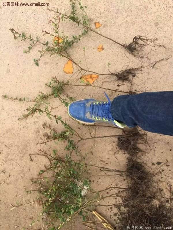 優質火棘苗 優質火棘苗