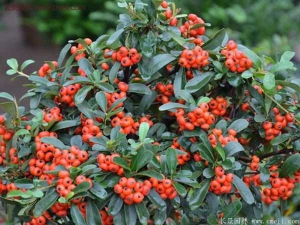 優質火棘苗 優質火棘苗