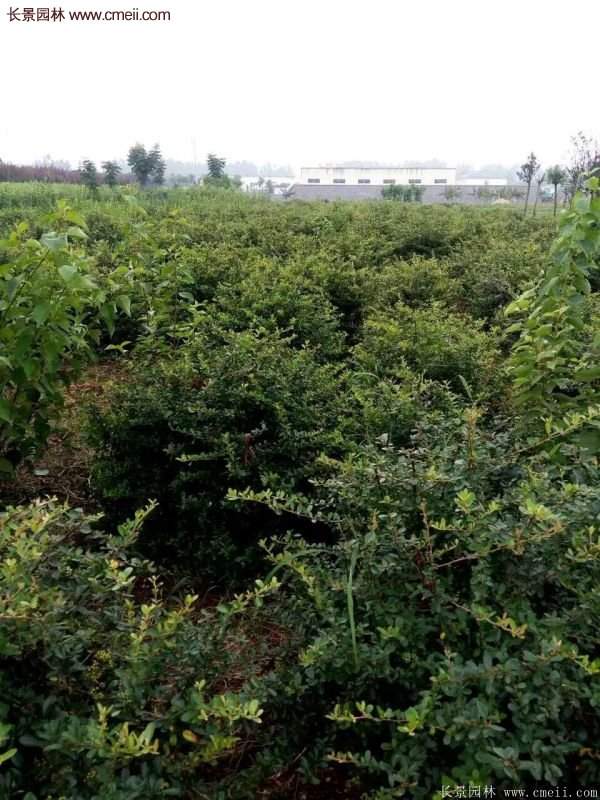 沭陽火棘的標準 沭陽火棘的標準