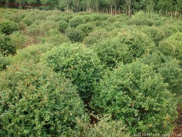 沭陽火棘的標準 沭陽火棘的標準