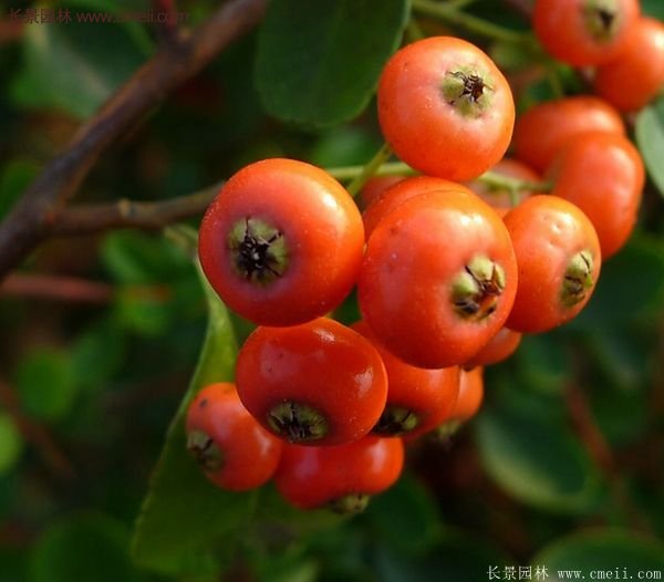 沭陽(yáng)火棘苗、火棘球