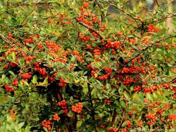 沭陽(yáng)火棘苗、火棘球