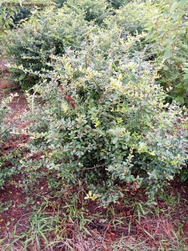 沭陽(yáng)火棘 沭陽(yáng)火棘