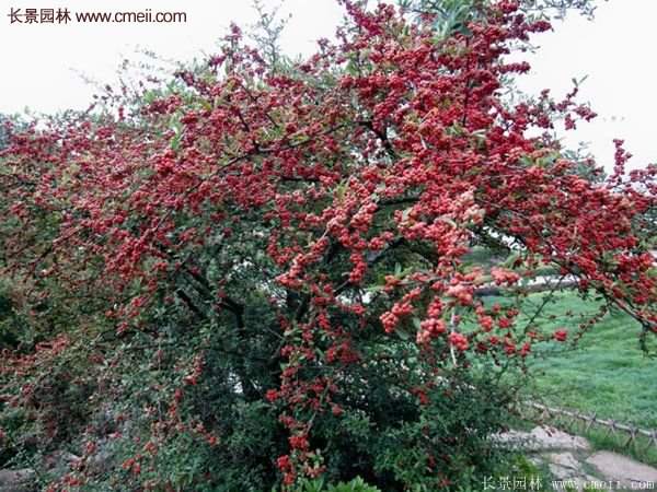 火棘基地 火棘基地