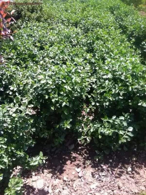 沭陽基地衛(wèi)矛球 沭陽基地衛(wèi)矛球