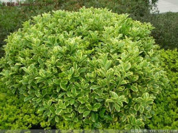 沭陽金邊黃楊規(guī)格 沭陽金邊黃楊規(guī)格