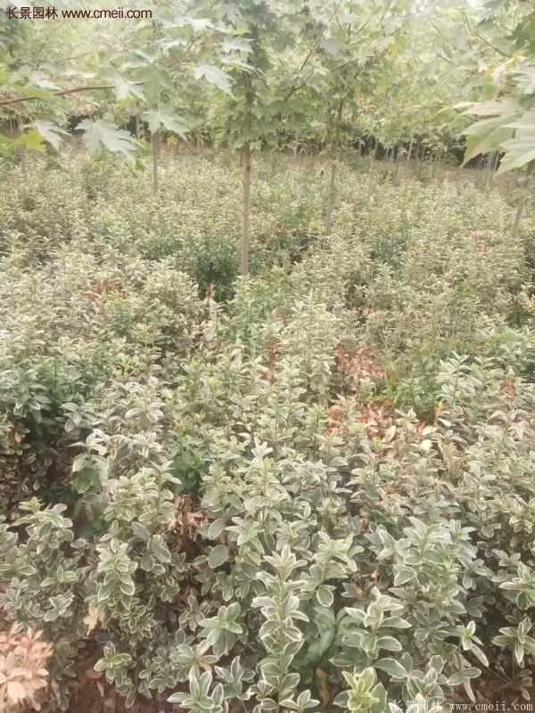 沭陽金邊黃楊的價格 沭陽金邊黃楊的價格