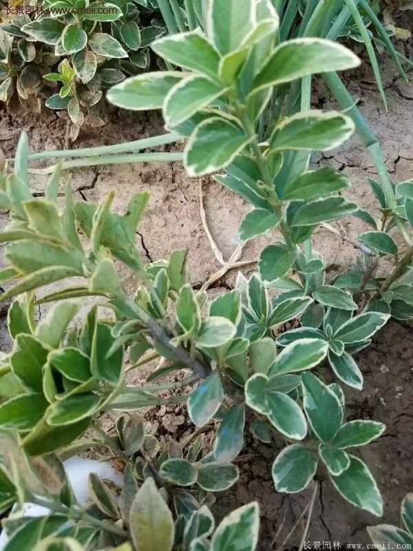 沭陽金邊黃楊的價格 沭陽金邊黃楊的價格