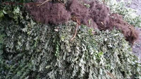 沭陽35-50公分的金邊黃楊 沭陽35-50公分的金邊黃楊