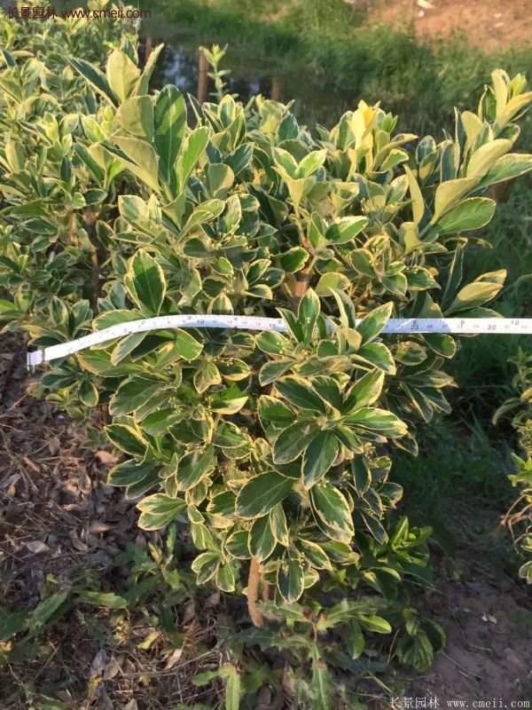 金邊黃楊球的移栽 金邊黃楊球的移栽