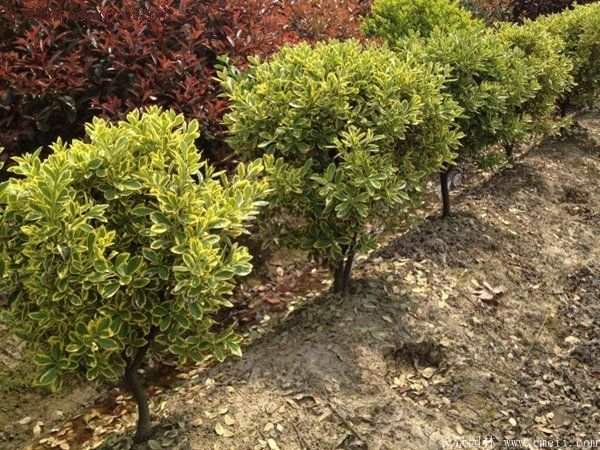 金邊黃楊球的移栽 金邊黃楊球的移栽