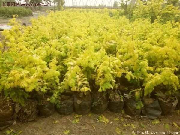 水杉有什么藥用價(jià)值？