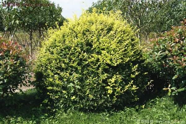 金葉女貞基地 金葉女貞基地