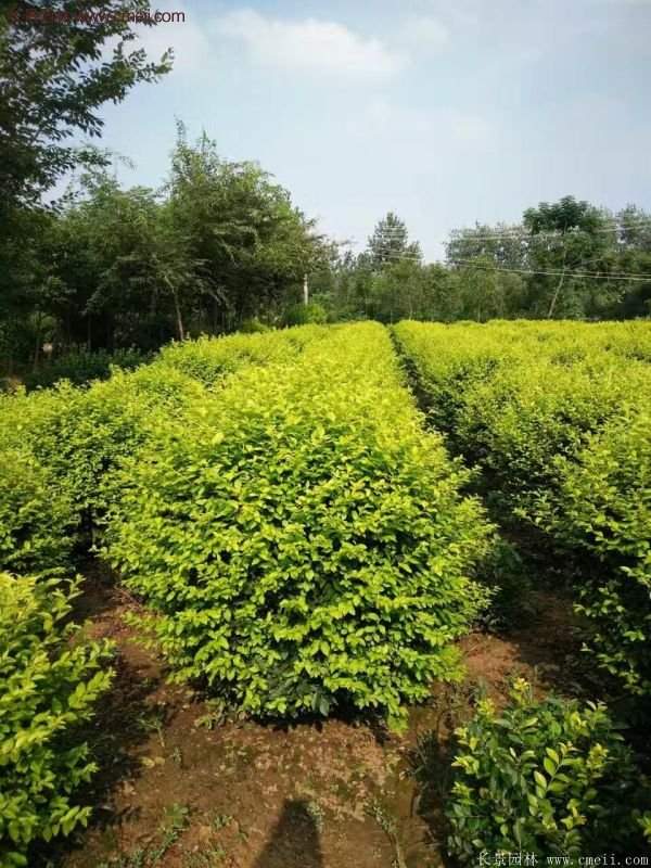 金葉女貞球 金葉女貞球