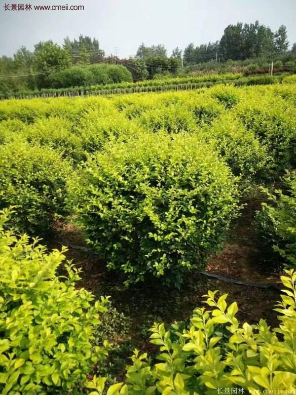 金葉女貞苗、金葉女貞球 金葉女貞苗、金葉女貞球