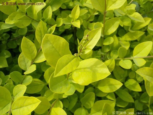 江蘇沭陽(yáng)的金葉女貞基地 江蘇沭陽(yáng)的金葉女貞基地