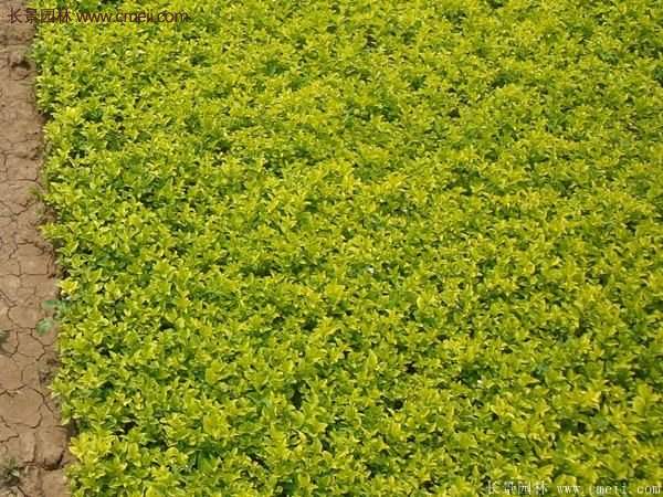 江蘇沭陽(yáng)的金葉女貞基地 江蘇沭陽(yáng)的金葉女貞基地