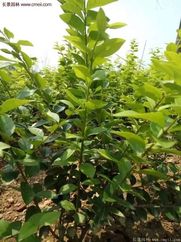 金葉女貞供應基地 金葉女貞供應基地