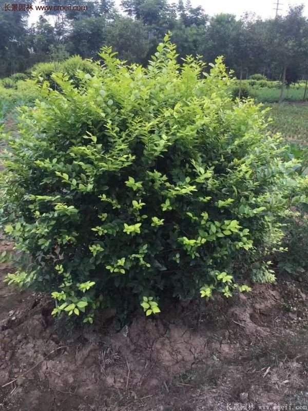 金葉女貞供應基地 金葉女貞供應基地
