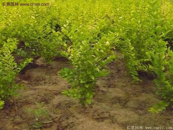 沭陽金葉女貞苗 沭陽金葉女貞苗