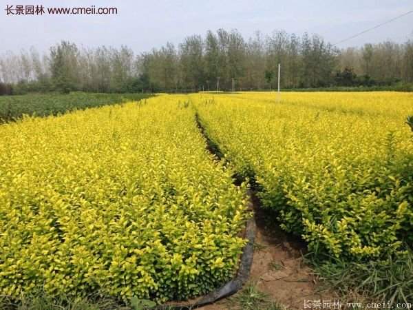 沭陽(yáng)金葉女貞苗 沭陽(yáng)金葉女貞苗