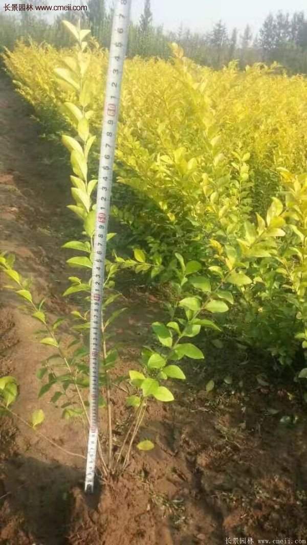 沭陽金葉女貞價格 沭陽金葉女貞價格