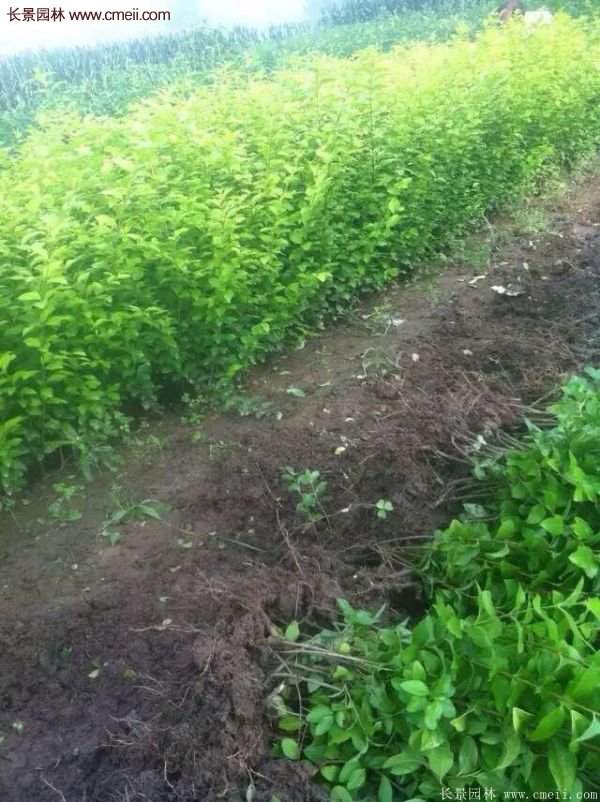 金葉女貞市場價格 金葉女貞市場價格