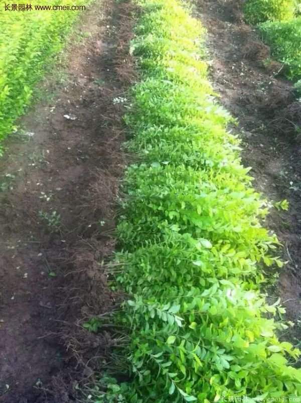 金葉女貞市場價格 金葉女貞市場價格