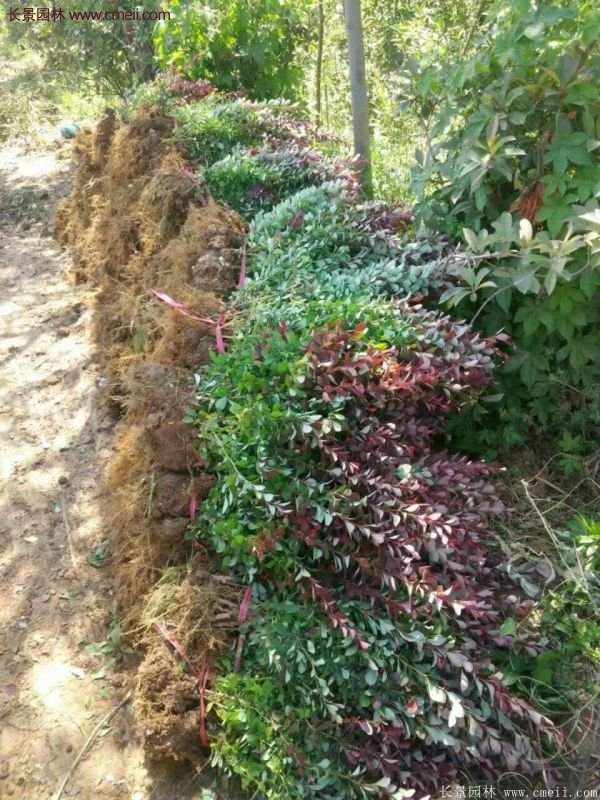 沭陽紅葉小檗 沭陽紅葉小檗