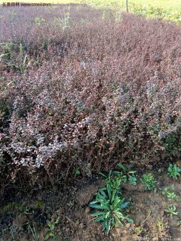 沭陽的紅葉小檗基地 沭陽的紅葉小檗基地