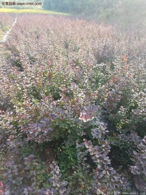 低價精品的紅葉小檗