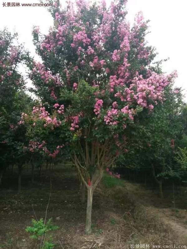 紫薇樹多少錢一棵？