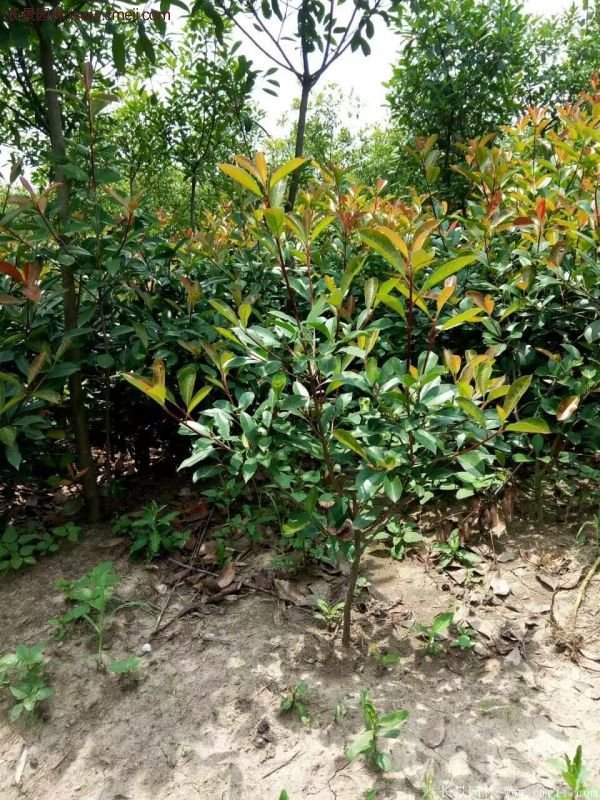 沭陽基地的紅葉石楠苗 沭陽基地的紅葉石楠苗