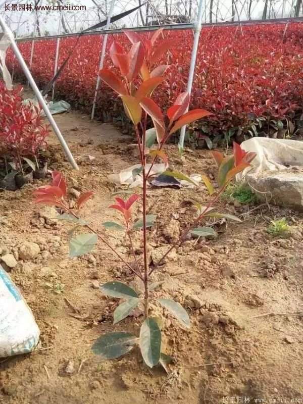 沭陽基地的紅葉石楠 沭陽基地的紅葉石楠