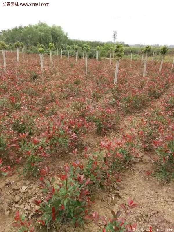 沭陽基地的紅葉石楠 沭陽基地的紅葉石楠