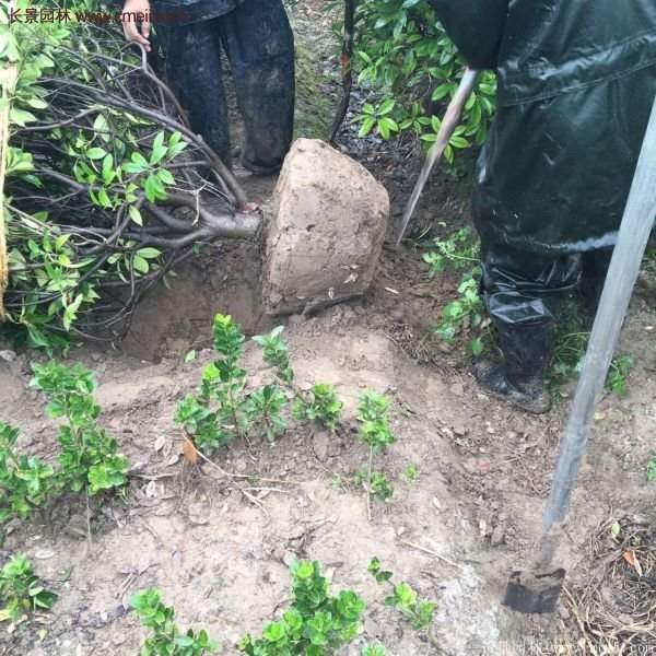 沭陽基地的紅葉石楠 沭陽基地的紅葉石楠