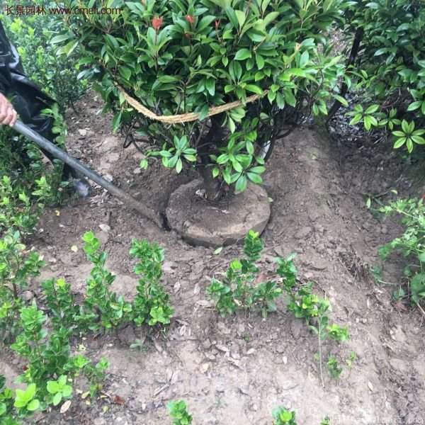 沭陽基地的紅葉石楠 沭陽基地的紅葉石楠