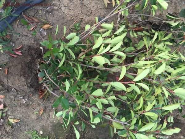 沭陽基地的紅葉石楠 沭陽基地的紅葉石楠