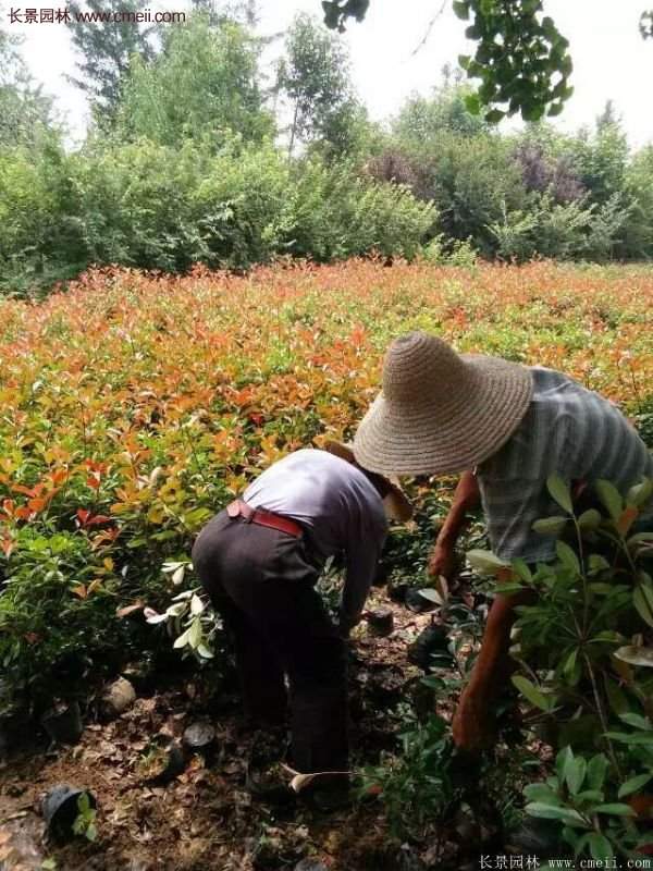 紅葉石楠的養護方法 紅葉石楠的養護方法