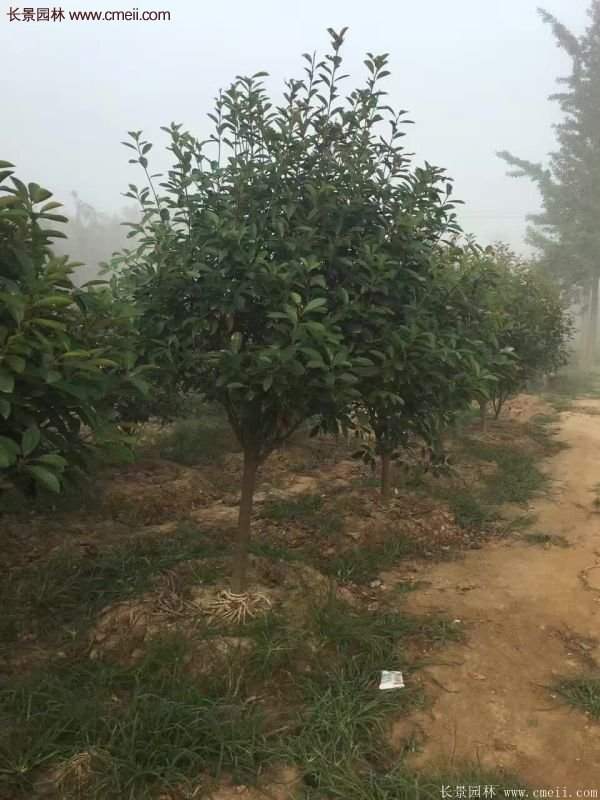 沭陽基地的紅葉石楠球、高桿紅葉石楠 沭陽基地的紅葉石楠球、高桿紅葉石楠