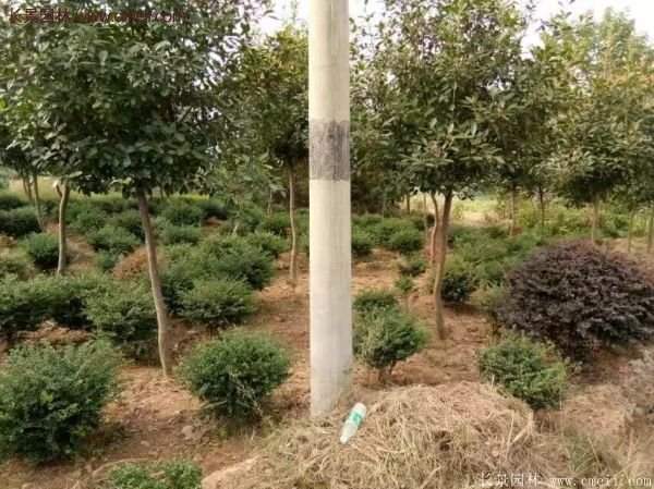 沭陽基地的紅葉石楠球、高桿紅葉石楠 沭陽基地的紅葉石楠球、高桿紅葉石楠