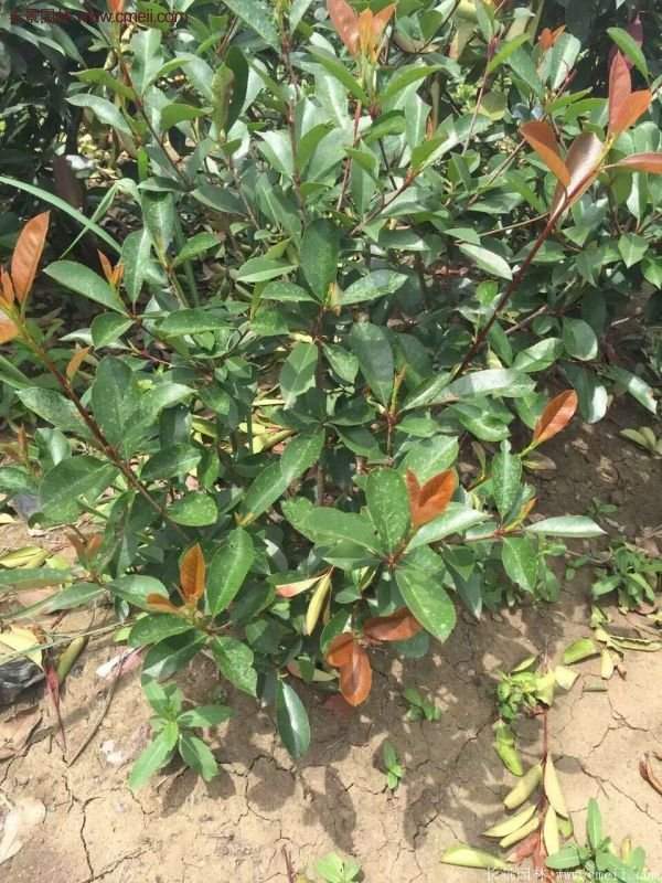 沭陽紅葉石楠的規(guī)格 沭陽紅葉石楠的規(guī)格